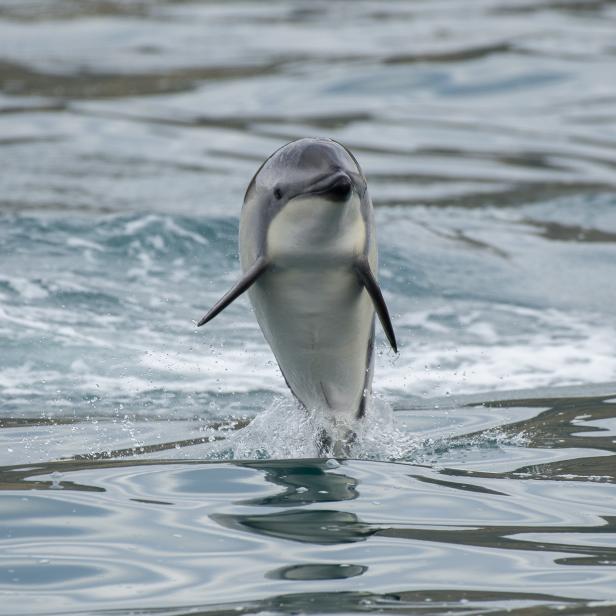 Ein Delfin springt aus dem Wasser.