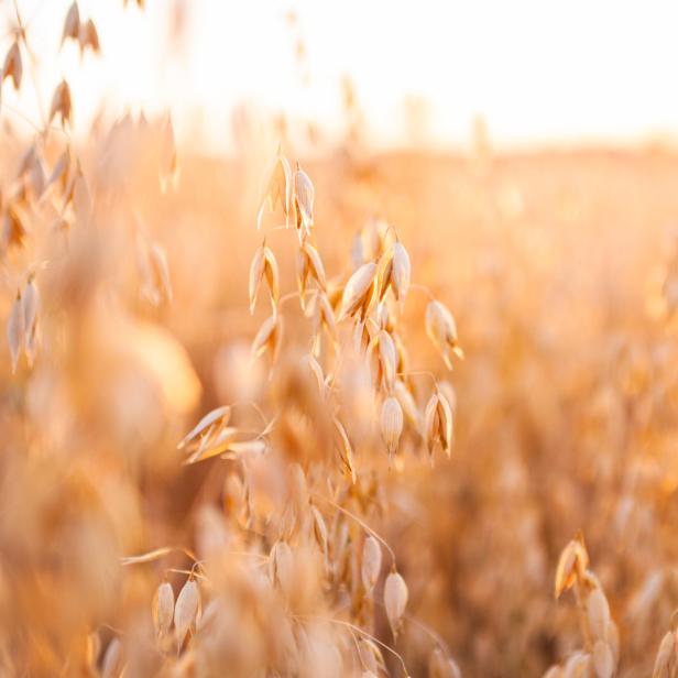 Ein Feld mit reifem Hafer im goldenen Abendlicht.