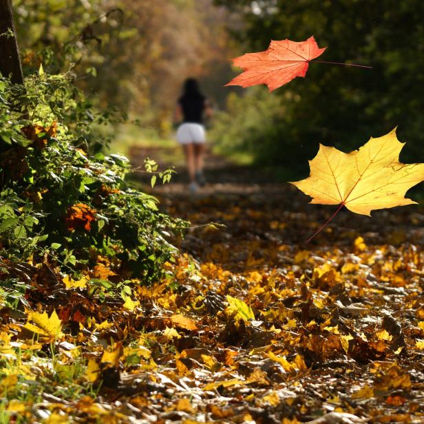 Zwei Blätter fallen in einem herbstlichen Wald, während eine Person im Hintergrund spaziert.