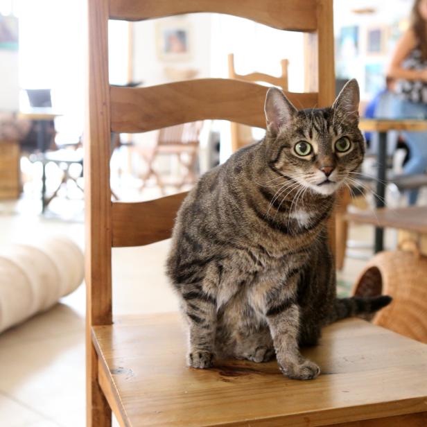 Eine getigerte Katze sitzt auf einem Holzstuhl.