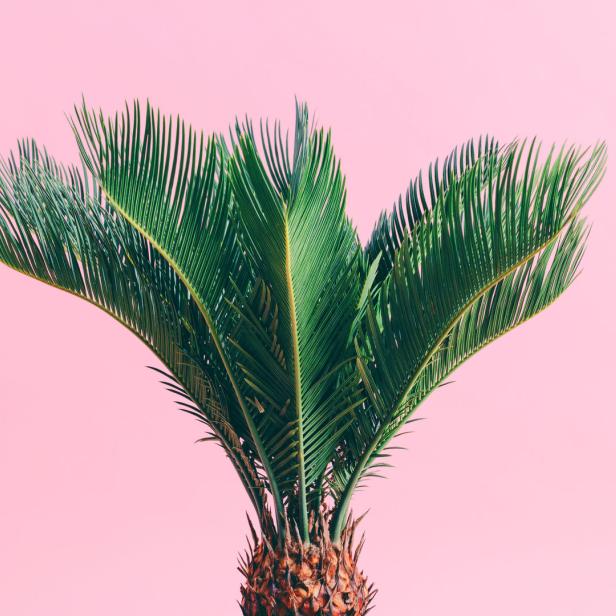 Eine grüne Palme vor einem rosafarbenen Hintergrund.