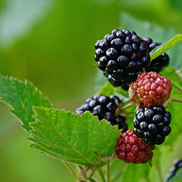 Nahaufnahme von Brombeeren, sowohl reif als auch unreif, an einem Zweig.