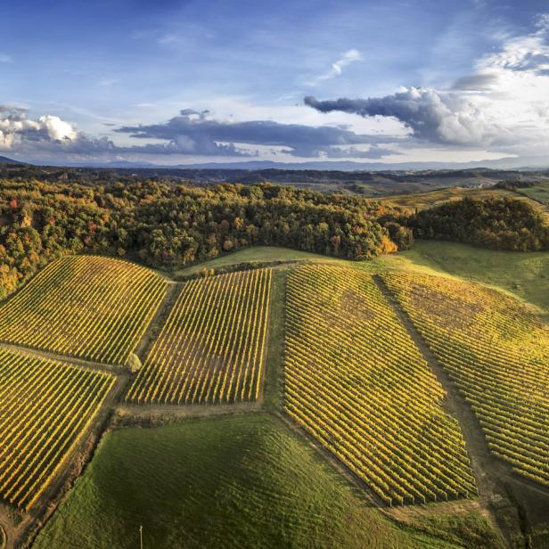 Luftaufnahme von Weinbergen in einer hügeligen Landschaft unter einem bewölkten Himmel.