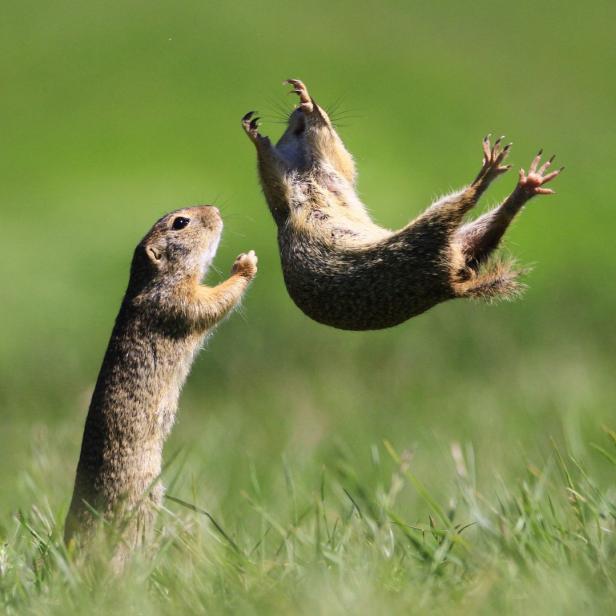 Ein Erdhörnchen springt in der Luft, während ein anderes zusieht.
