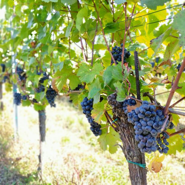 Reife blaue Trauben hängen an einem Weinstock in einem Weinberg.