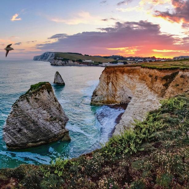 Ein Vogel fliegt über die Klippen von Freshwater Bay bei Sonnenuntergang.