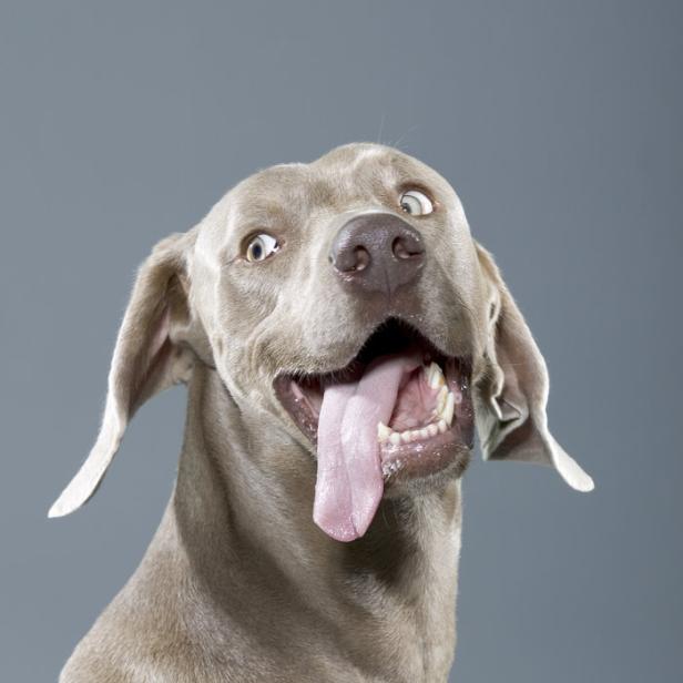 Ein Weimaraner mit offenem Maul und heraushängender Zunge vor grauem Hintergrund.