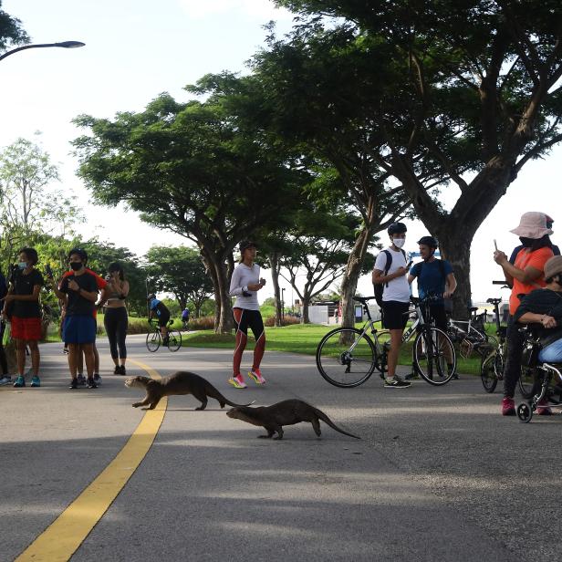 Zwei Otter überqueren eine Straße, während Menschen sie beobachten und fotografieren.