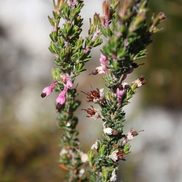 Nahaufnahme von Heidekraut mit kleinen rosa Blüten.