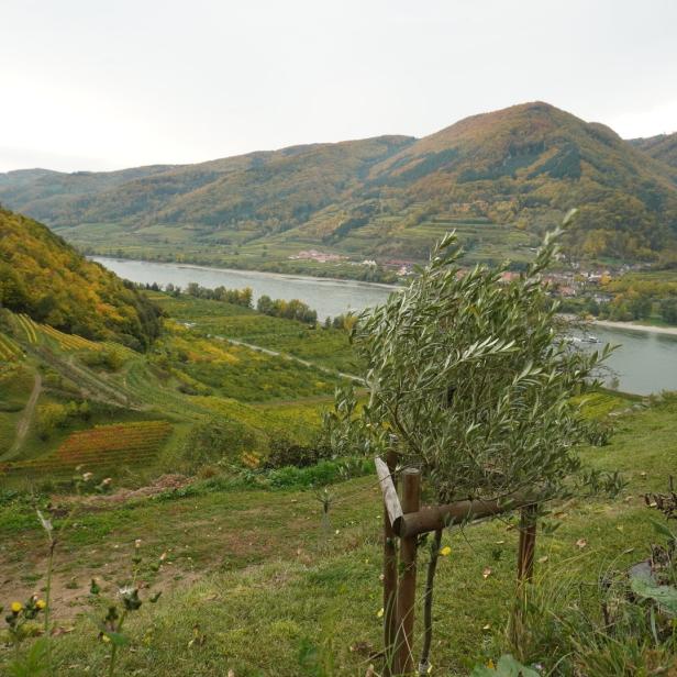 Blick über die herbstliche Wachau mit Weinbergen und der Donau.