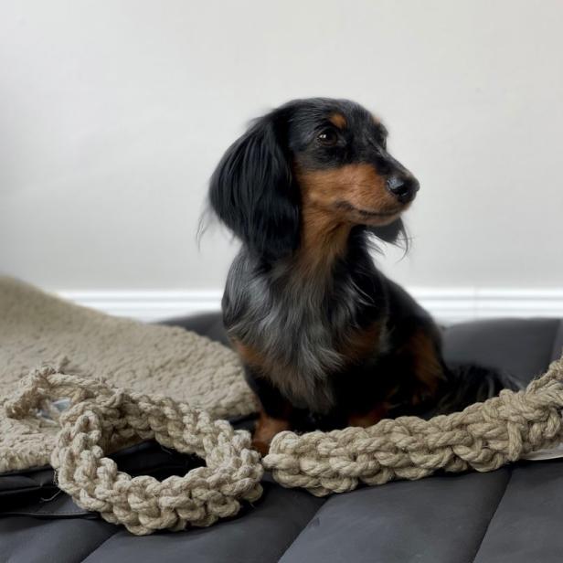 Ein Dackel sitzt auf einem Hundebett neben einem Spielzeug aus Seil.