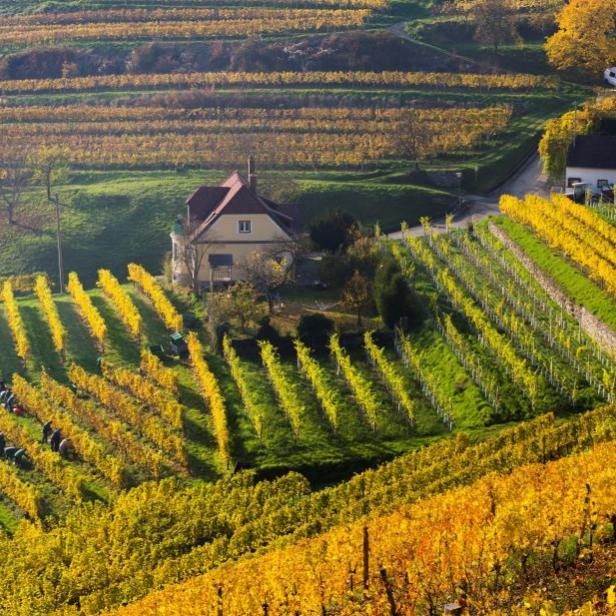 Blick auf einen Weinberg im Herbst mit goldenen Blättern und einigen Häusern.