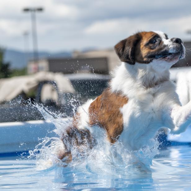 Ein Berner Sennenhund springt in ein Schwimmbecken und spritzt Wasser auf.