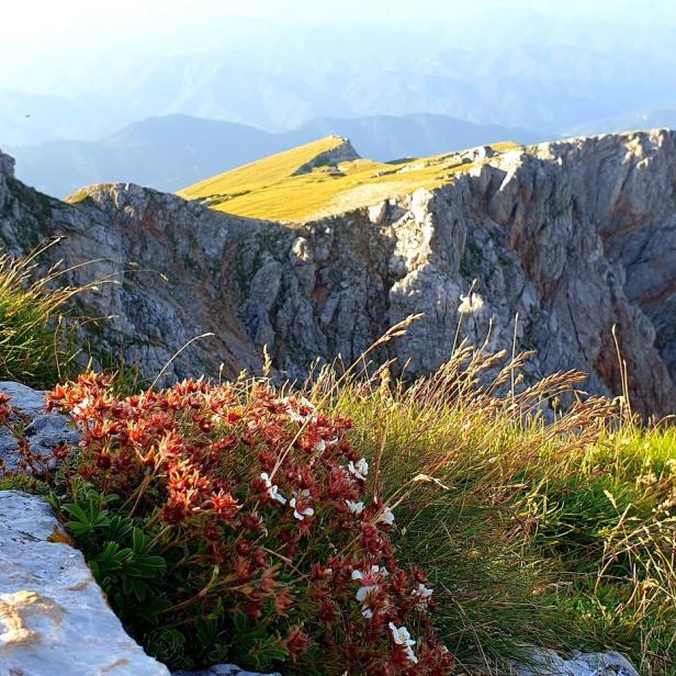 Blick über blühende Bergwiesen auf die Gipfel einer bewaldeten Bergkette.