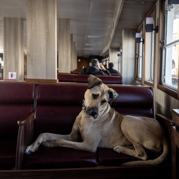Ein Hund liegt entspannt auf einer Sitzbank in einem öffentlichen Verkehrsmittel.