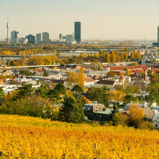 Blick über Wien mit Weinbergen im Vordergrund und der Donau im Hintergrund.