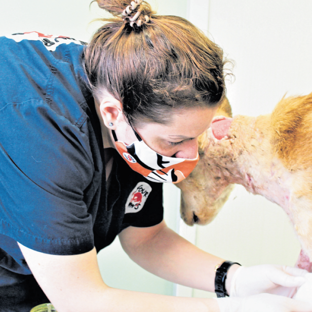 Streunerhund Jason hatte Bisswunden am ganzen Körper, als er gefunden wurde. Das VIER PFOTEN Team behandelte ihn in der Streunerklinik in Bulgarien.