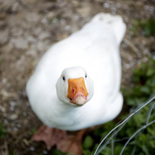 Eine weiße Gans mit orangefarbenem Schnabel blickt in die Kamera.