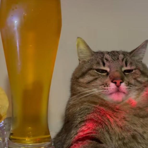 Eine mürrisch dreinblickende Katze sitzt neben einem vollen Bierglas.