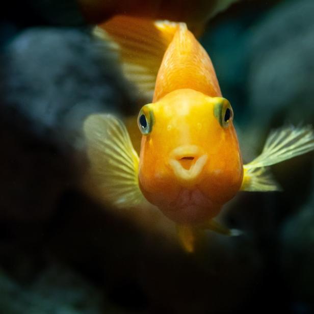 Ein goldener Papageienfisch schwimmt auf den Betrachter zu.