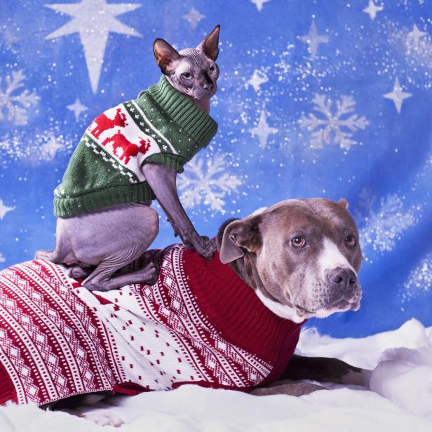 Eine Sphynx-Katze sitzt auf dem Rücken eines Hundes, beide tragen Weihnachtspullover.