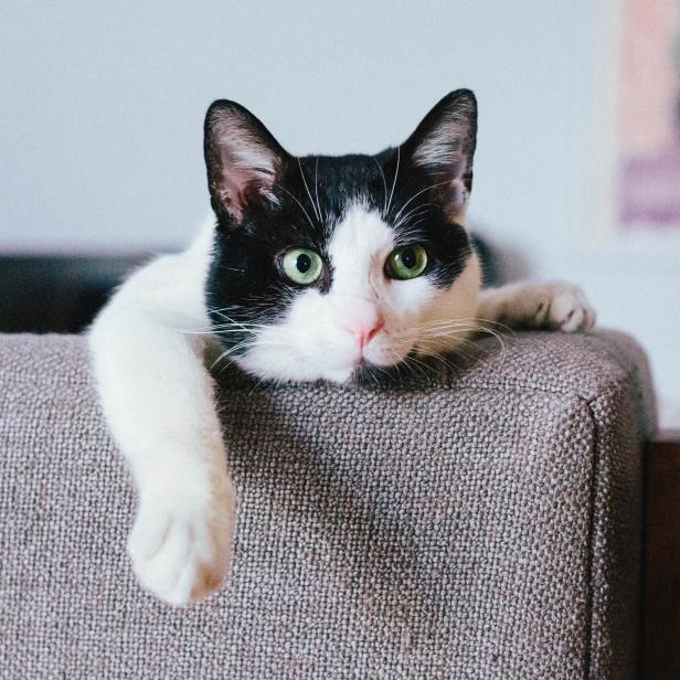 Eine schwarz-weiße Katze liegt entspannt auf einem grauen Sofa.
