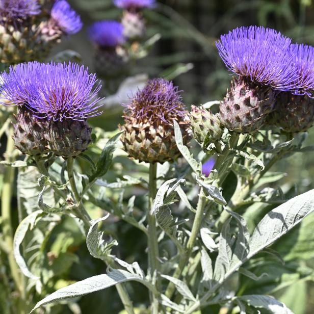 Mehrere blühende Artischockenpflanzen im Garten.