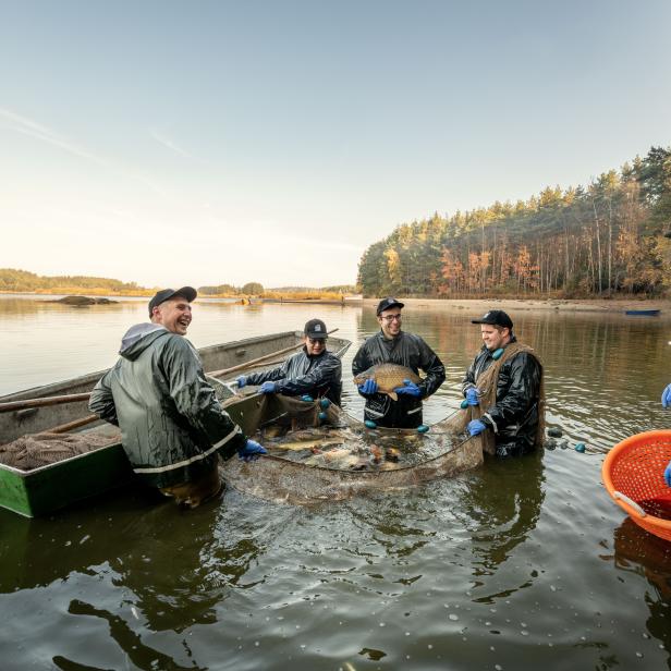 Fischer stehen in einem See und ziehen ein Netz voller Karpfen an Land.
