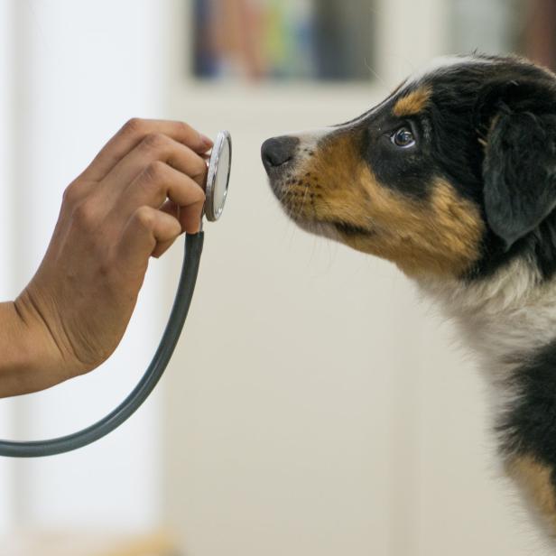 Ein Tierarzt untersucht einen jungen Hund mit einem Stethoskop.