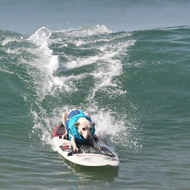 Ein Hund mit blauem Shirt surft auf einer Welle.