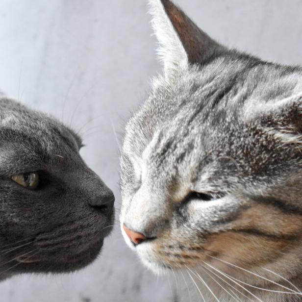 Zwei Katzen berühren sich mit ihren Nasen.