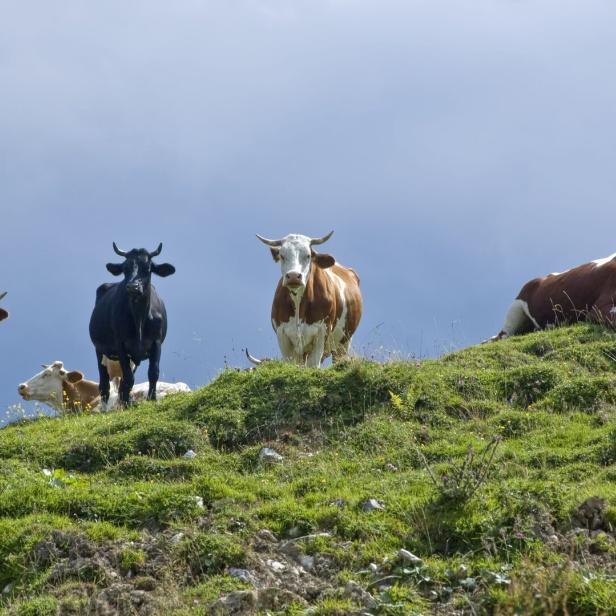 Rinder auf der Alm