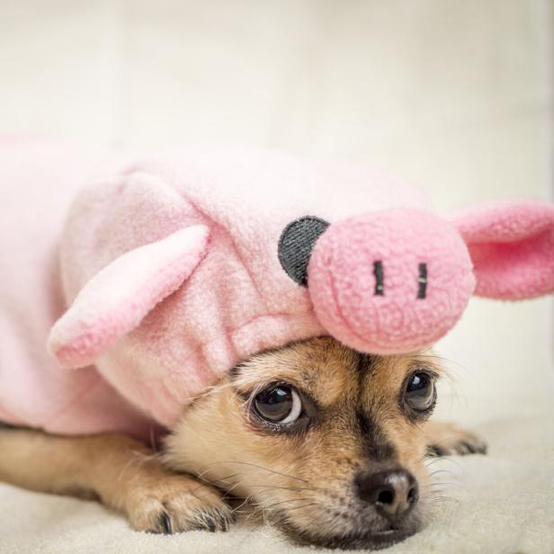 Hund im Schweinskostüm.