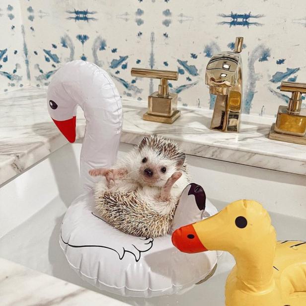 Ein Igel entspannt sich auf einem aufblasbaren Schwan im Waschbecken.