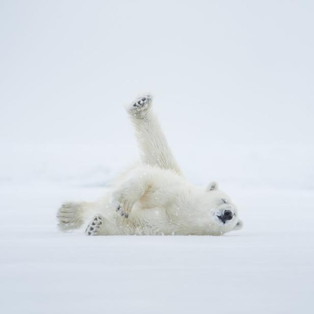 Ein Eisbär liegt auf dem Rücken im Schnee und streckt die Pfoten in die Luft.