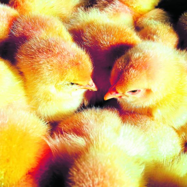Viele gelbe Küken kuscheln sich aneinander.