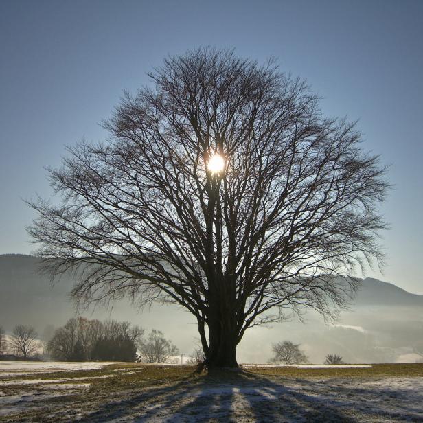 Die Sonne scheint durch die Äste eines kahlen Baumes auf einer verschneiten Wiese.
