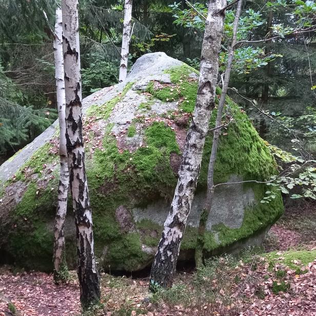 Ein großer, moosbedeckter Felsen steht in einem Waldstück.