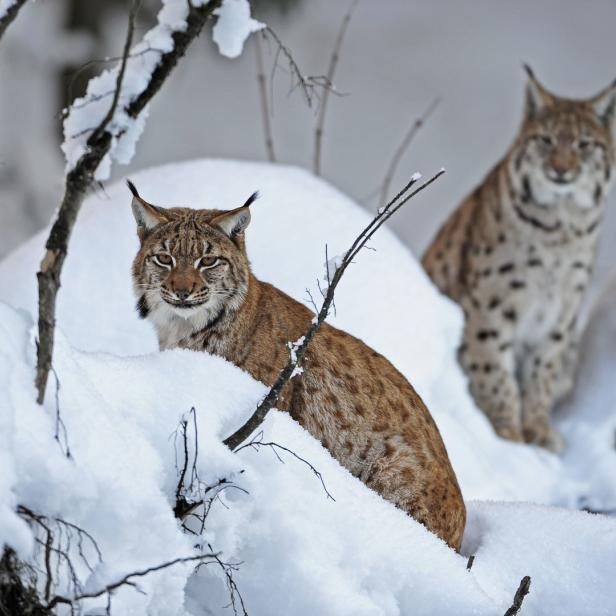 Zwei Luchse sitzen im Schnee.