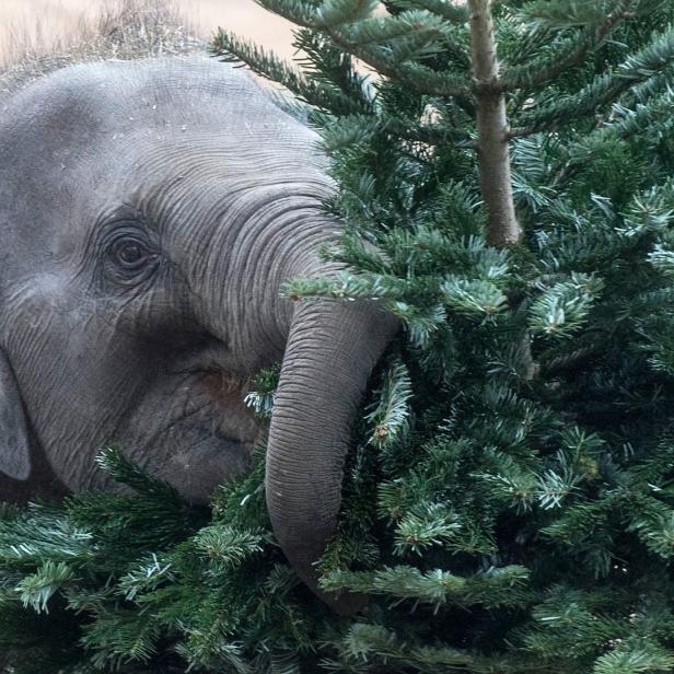 Ein Elefant frisst an einem grünen Nadelbaum.