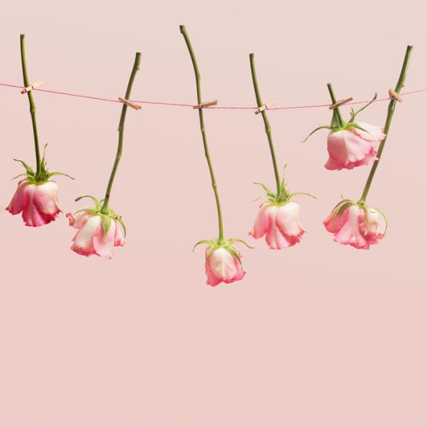 Welke rosa Rosen hängen an einer Wäscheleine vor einem rosa Hintergrund.