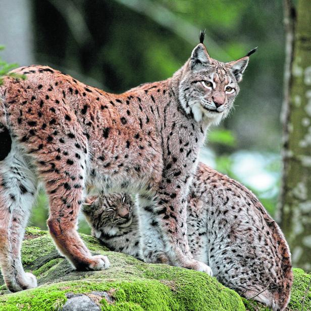 Ein Luchs steht auf einem moosbedeckten Felsen, während ein Jungtier darunter liegt.