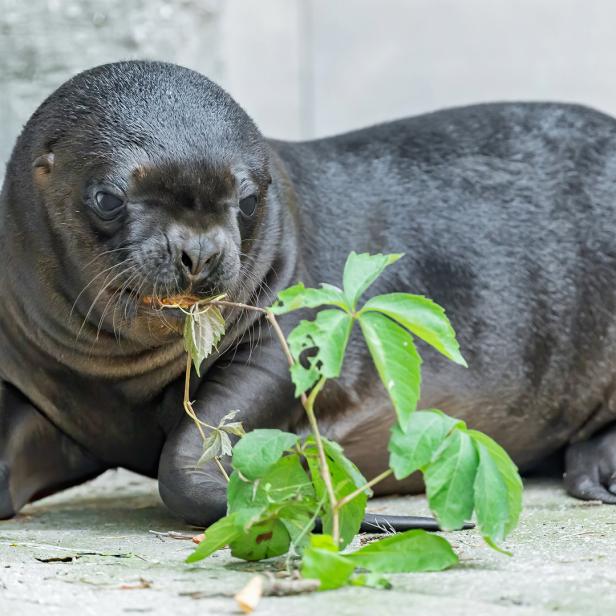 Ein Seehundjunges spielt mit einem Zweig mit grünen Blättern.