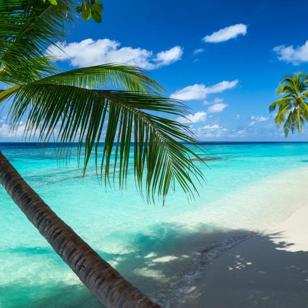 Ein tropischer Strand mit türkisfarbenem Wasser und Palmen unter blauem Himmel.