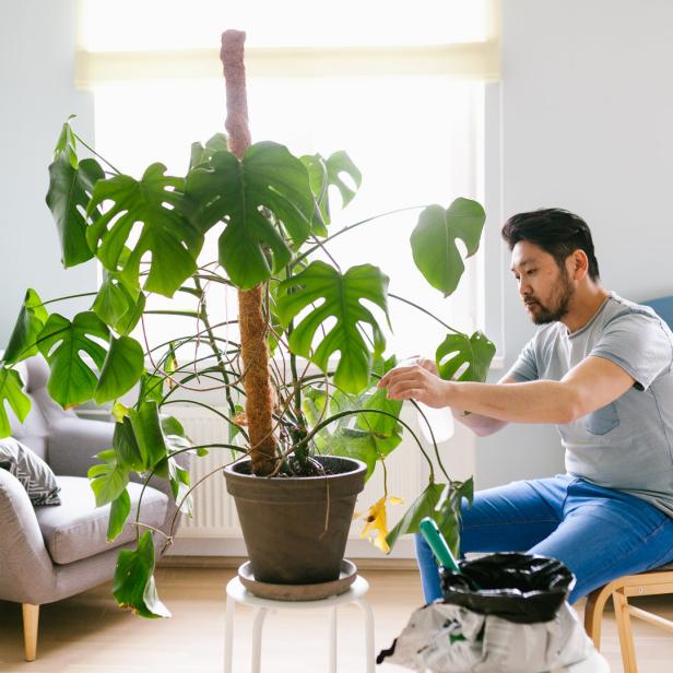 Ein Mann gießt eine Zimmerpflanze in einem Wohnzimmer.