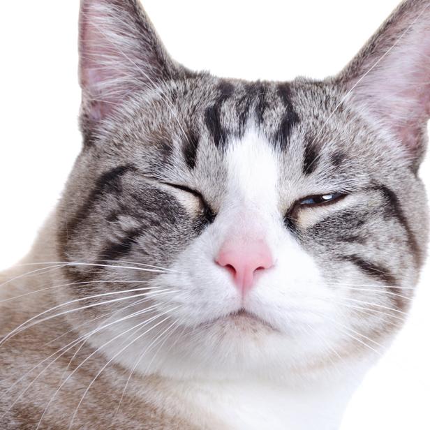 Eine getigerte Katze blinzelt in die Kamera.
