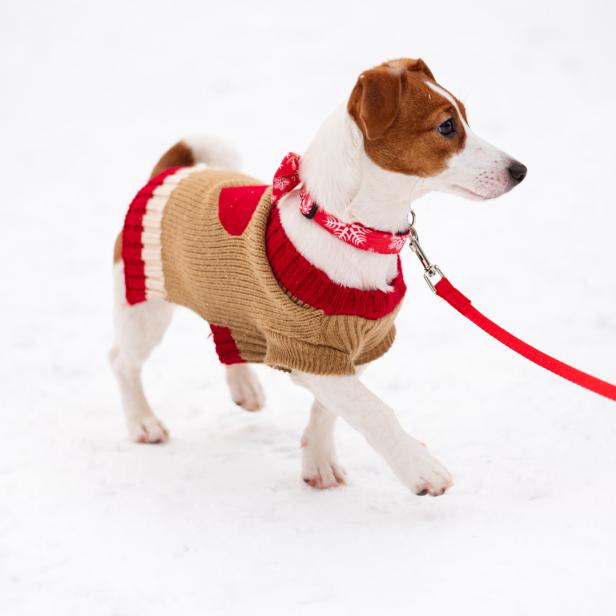 Ein Jack Russell Terrier mit Pullover und roter Leine im Schnee.