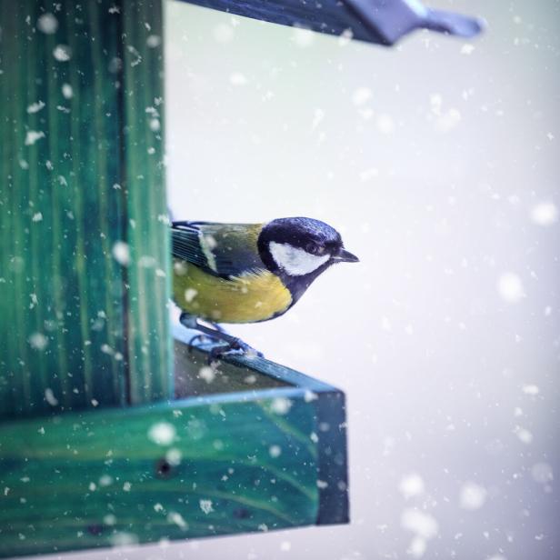 Eine Kohlmeise sitzt im Schnee auf einem grünen Futterhäuschen.
