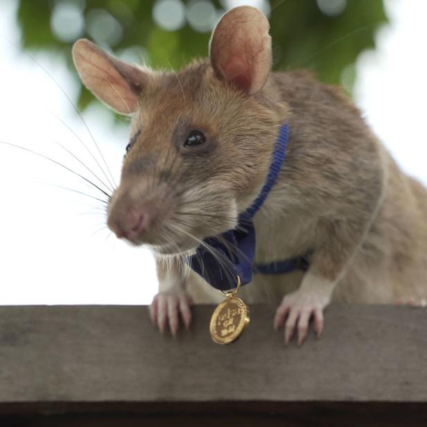 Eine Ratte mit einer blauen Schleife und einer goldenen Medaille steht auf einem Holzbalken.