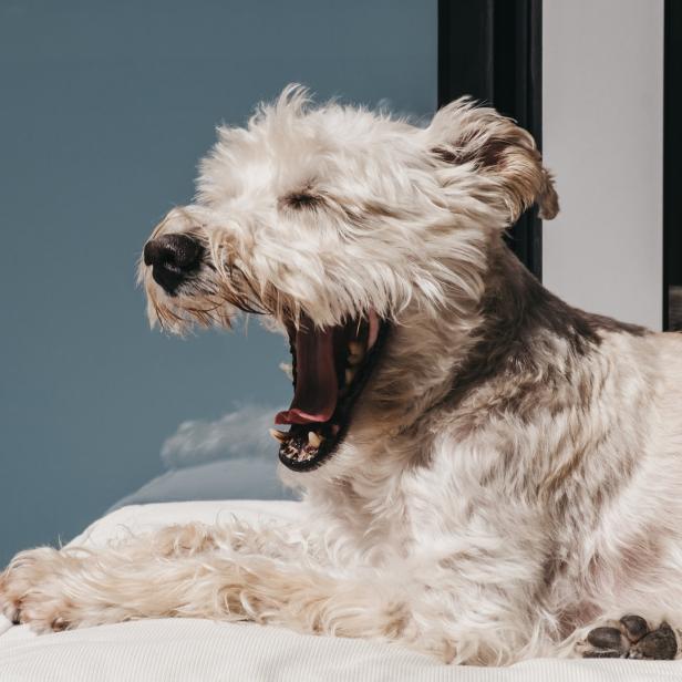 Ein weißer Hund liegt auf einem Kissen und gähnt.